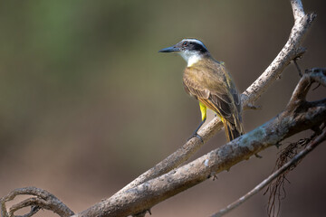 Kiskadee on a branch in the Pantanal