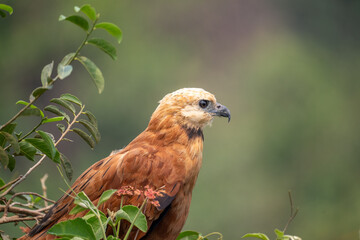 Black Collared Hawk