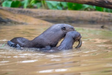 Fototapeta premium Giant otters with captured eel.