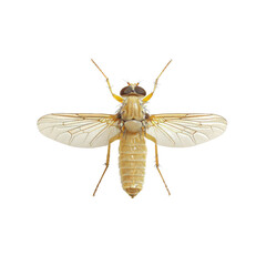 Detailed image of a fly, white isolate background.