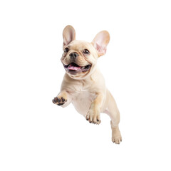 Happy French Bulldog jumping against a white isolated background