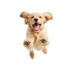 Joyful golden retriever dog jumping, white isolated background.