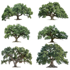 Various types of lush green trees isolated on white