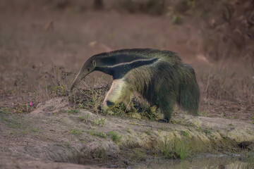 Giant Ant Eater