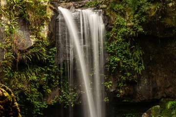 Obraz premium Curtis Falls is a popular tourist attraction located in Tamborine National Park, Queensland, Australia. It's known for its stunning waterfall cascading over basalt cliffs into a picturesque rock pool.