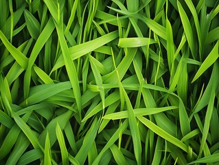 Fototapeta premium A close-up view of vibrant green grass blades, showcasing texture and natural beauty.