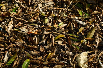 photography of texture background dry leaves scattered on the ground suitable for background