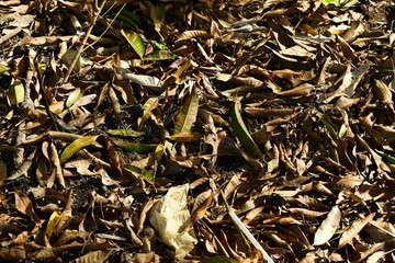 photography of texture background dry leaves scattered on the ground suitable for background