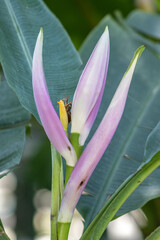 the walking forest (bug on flower)