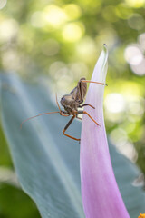 the walking forest (bug on flower) 2
