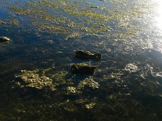 Ducks floating on the lake