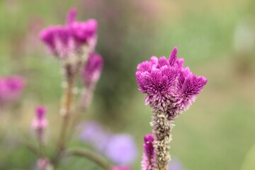 A close-up of a blooming purple flower with fuzzy texture, set against a blurred background.