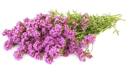 Obraz premium Yarrow plant in close-up with delicate, feathery leaves and clusters of small, dainty flowers, showcasing its intricate texture and structure. Set against a neutral background,