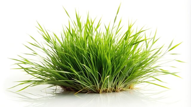 Green lush cynodon dactylon doob lawn grass with ripe scutch grass plant and leaves