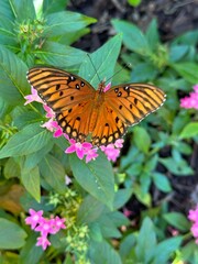 Florida Gulf Fritillary butterfly 