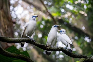 3 Bali Myna (Leucopsar Rothschildi, Rothschild's Mynah, Bali Starling, Bali Mynah, Jalak Bali) bird with beautiful white feathers and blue skin around the eyes.