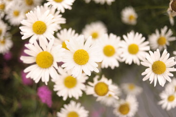 Obraz premium white spring flowers daisies in a garden