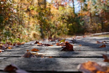 autumn in the park