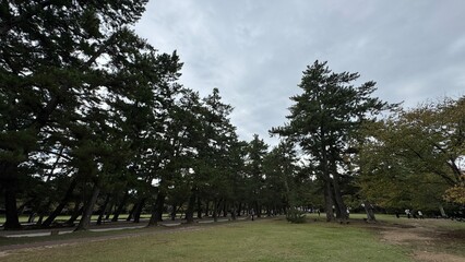 trees in the park