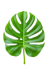 Lush Monstera Leaf Isolated on Black Background