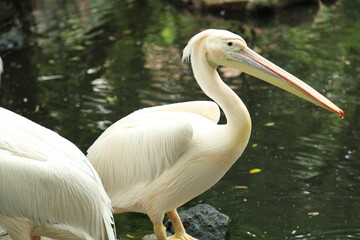 Great White Pelican