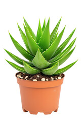 Vibrant Green Aloe Vera Plant in Brown Pot