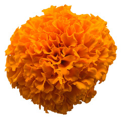 day of the dead marigold flower png