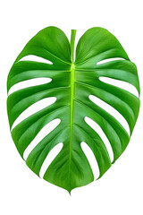 Vibrant Monstera Leaf Isolated on Black Background