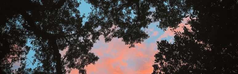 Obraz premium Silhouetted tree branches against a vibrant, pink and blue sky.