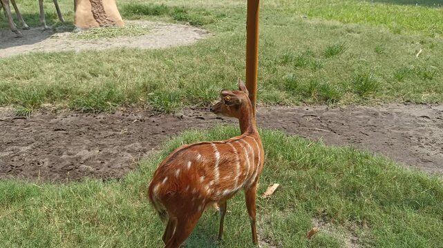 Sitatunga antelope in zoo. sitatunga or marshbuck (Tragelaphus spekii) is a swamp-dwelling antelope found throughout central Africa.
