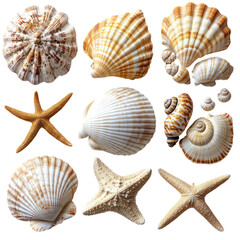 Seashells and Starfish Collection on Transparent Background