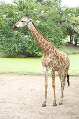 The Tall Giraffe
