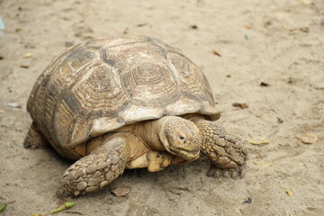 The Sulcata tortoise