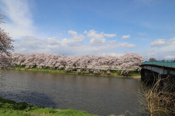 日本の春の川岸に咲くソメイヨシノの桜の花