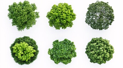2410_097.birds-eye view of eight distinct tree crowns, vibrant green leafy textures, ranging from light to dark tones, circular shapes, natural foliage patterns, clean white backdrop