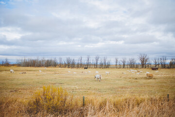 Farm landscape in Canada.