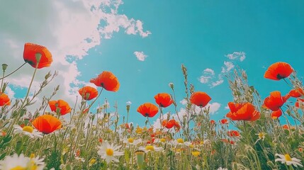 Obraz premium A low angle view of a field of red poppies and white daisies under a bright blue sky with fluffy white clouds.