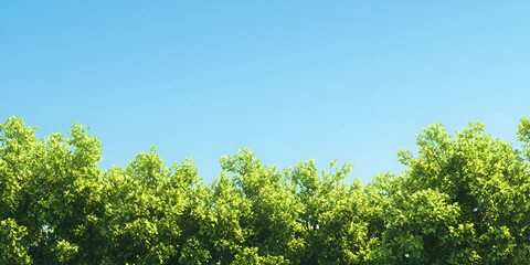 Fototapeta premium Green Tree Tops with Bright Blue Sky
