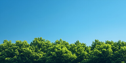 Lush Green Tree Canopy under Clear Blue Sky


