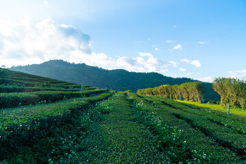 tea plantation and green tea plantation