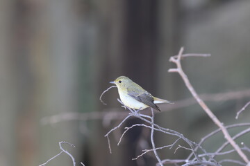 A round and fat Narcissus Flycatcher in preparation for migration  