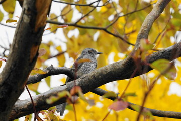 ヒヨドリと紅葉
