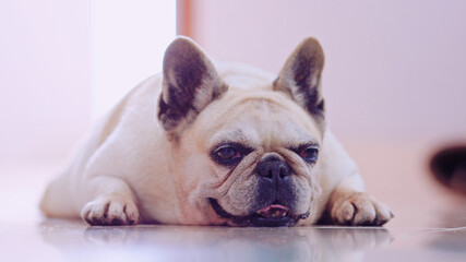 Old french bulldog laying on the floor because of old age. Photo was taken a day before she left us. Rest in peace Summer.