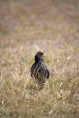 Carunculated caracara (Phalcoboenus carunculatus) in a field in Cotopaxi National Park, Ecuador
