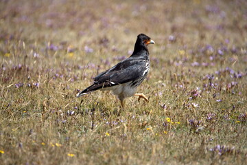 Carunculated caracara (Phalcoboenus carunculatus) in a field in Cotopaxi National Park, Ecuador