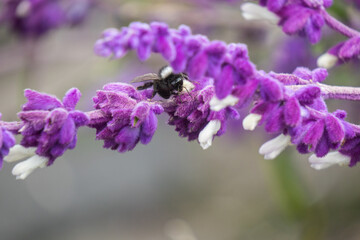 Native bumblebee on a Mexican sage flower at a lodge just outside Cotopaxi National Park, Ecuador