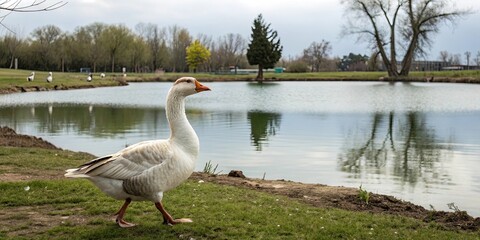 Majestic domestic goose standing near a pond, goose, domestic, bird, waterfowl, wildlife, animal, feathers, pond, nature