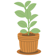Fototapeta premium Rubber Plant Illustration