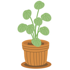 Pilea Peperomioides Illustration