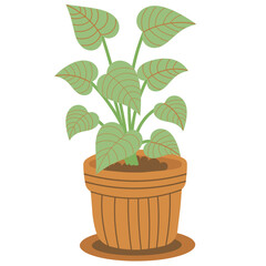 Arrowhead Plant Illustration